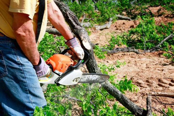 Best Stump Grinding Near Me  in Westminster, TX